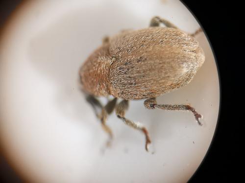 Réf. 275 901 : Sibinia pyrrhodactyla